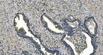 DNAJC10 Antibody in Immunohistochemistry (Paraffin) (IHC (P))