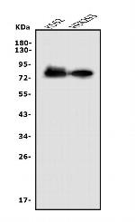 Nectin 2 Antibody in Western Blot (WB)