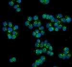 HOXC13 Antibody in Immunocytochemistry (ICC/IF)