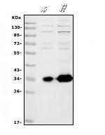 HOXC13 Antibody in Western Blot (WB)