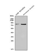 USP44 Antibody in Western Blot (WB)