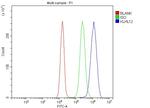 KLHL12 Antibody in Flow Cytometry (Flow)