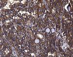 KLHL12 Antibody in Immunohistochemistry (Paraffin) (IHC (P))