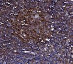 KLHL12 Antibody in Immunohistochemistry (Paraffin) (IHC (P))