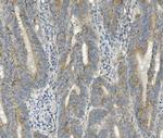 FRMD6 Antibody in Immunohistochemistry (Paraffin) (IHC (P))