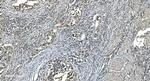 LSM7 Antibody in Immunohistochemistry (Paraffin) (IHC (P))