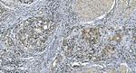 LSM7 Antibody in Immunohistochemistry (Paraffin) (IHC (P))