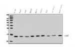 LSM7 Antibody in Western Blot (WB)