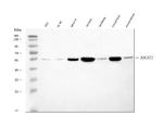 B3GNT2 Antibody in Western Blot (WB)