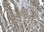 RG9MTD1 Antibody in Immunohistochemistry (Paraffin) (IHC (P))