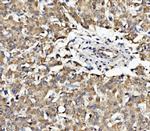 EPB41L5 Antibody in Immunohistochemistry (Paraffin) (IHC (P))