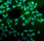 PDIR Antibody in Immunocytochemistry (ICC/IF)