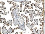 PDIR Antibody in Immunohistochemistry (Paraffin) (IHC (P))