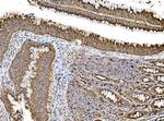 PDIR Antibody in Immunohistochemistry (Paraffin) (IHC (P))