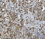 PDIR Antibody in Immunohistochemistry (Paraffin) (IHC (P))