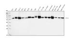 PDIR Antibody in Western Blot (WB)