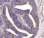 SCRN1 Antibody in Immunohistochemistry (Paraffin) (IHC (P))