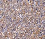 SCRN1 Antibody in Immunohistochemistry (Paraffin) (IHC (P))