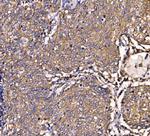 SCRN1 Antibody in Immunohistochemistry (Paraffin) (IHC (P))