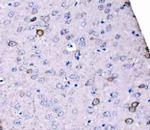 SCRN1 Antibody in Immunohistochemistry (Paraffin) (IHC (P))