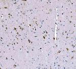 SCRN1 Antibody in Immunohistochemistry (Paraffin) (IHC (P))