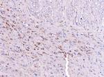 SCRN1 Antibody in Immunohistochemistry (Paraffin) (IHC (P))