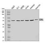 SCRN1 Antibody in Western Blot (WB)