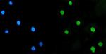 LSM5 Antibody in Immunocytochemistry (ICC/IF)