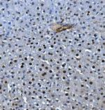 LSM5 Antibody in Immunohistochemistry (Paraffin) (IHC (P))