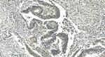 LSM5 Antibody in Immunohistochemistry (Paraffin) (IHC (P))