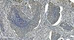 LSM5 Antibody in Immunohistochemistry (Paraffin) (IHC (P))