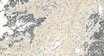 LSM5 Antibody in Immunohistochemistry (Paraffin) (IHC (P))