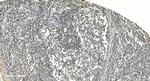 LSM5 Antibody in Immunohistochemistry (Paraffin) (IHC (P))