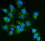 FKBP15 Antibody in Immunocytochemistry (ICC/IF)