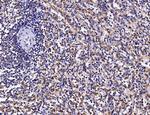 FKBP15 Antibody in Immunohistochemistry (Paraffin) (IHC (P))