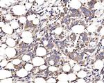 FKBP15 Antibody in Immunohistochemistry (Paraffin) (IHC (P))