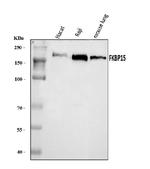 FKBP15 Antibody in Western Blot (WB)