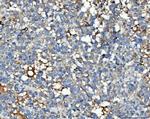 Thrombospondin 3 Antibody in Immunohistochemistry (Paraffin) (IHC (P))