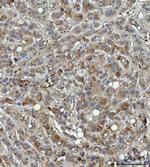 Thrombospondin 3 Antibody in Immunohistochemistry (Paraffin) (IHC (P))