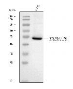 TMEM129 Antibody in Western Blot (WB)