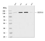 WDR44 Antibody in Western Blot (WB)