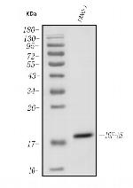 IGF2-AS Antibody in Western Blot (WB)