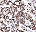 PSMD8 Antibody in Immunohistochemistry (Paraffin) (IHC (P))