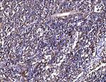 PSMD8 Antibody in Immunohistochemistry (Paraffin) (IHC (P))