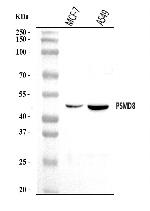 PSMD8 Antibody in Western Blot (WB)