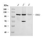 WDR3 Antibody in Western Blot (WB)