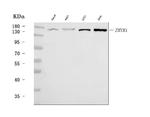 ZMYM1 Antibody in Western Blot (WB)