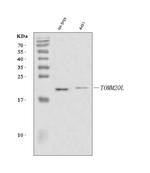 TOMM20L Antibody in Western Blot (WB)