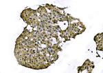 TCEB2 Antibody in Immunohistochemistry (Paraffin) (IHC (P))