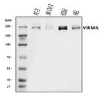 KIAA1429 Antibody in Western Blot (WB)